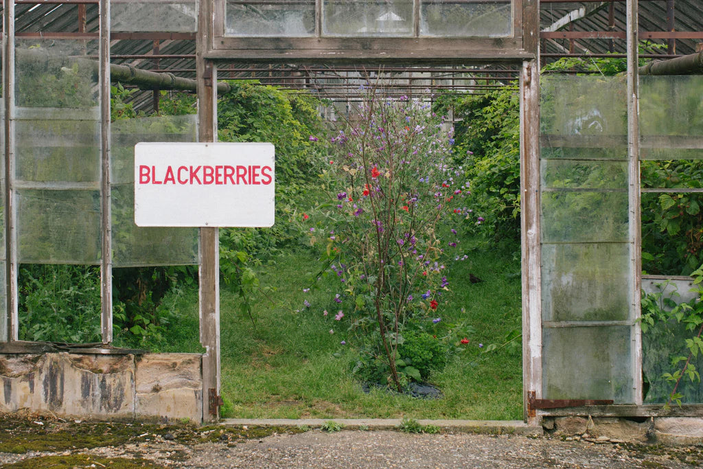 London Borough of Jam Blackberry & Bay Leaves