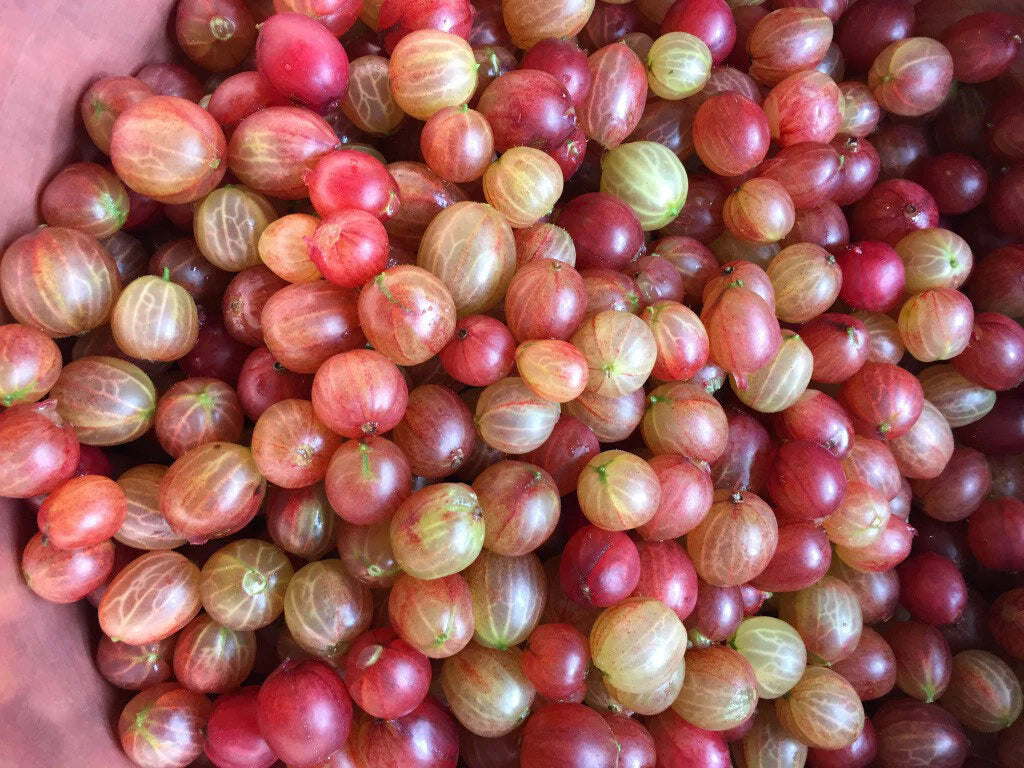 London Borough of Jam Pink Gooseberry & Elderflower